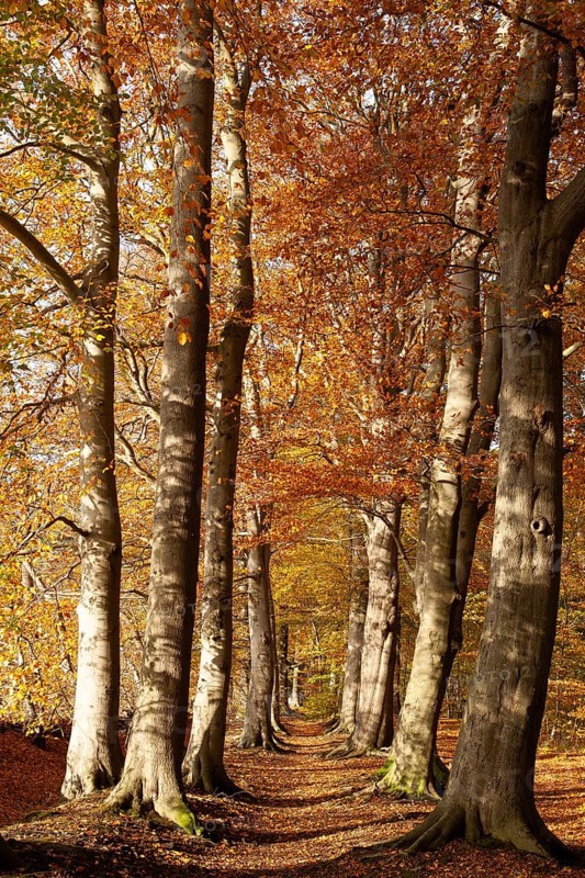 Tree avenue in autumn, Stikelkamper Wald, Leer District, East Frisia, Lower Saxony, Germany