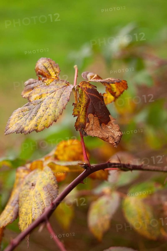 Leaf discoloration, autumn leaves, nature, season, Königsmoor, Moormerland, East Frisia, Lower Saxony, Germany
