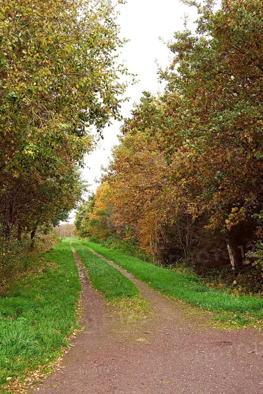 Forest trail, leaf discoloration, autumn leaves, nature, season, Königsmoor, Moormerland, East Frisia, Lower Saxony, Germany