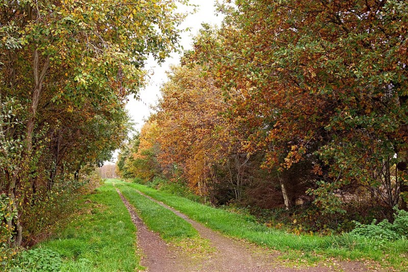 Forest trail, leaf discoloration, autumn leaves, nature, season, Königsmoor, Moormerland, East Frisia, Lower Saxony, Germany