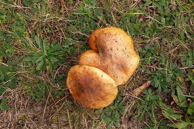 Forest mushrooms, forest edge, Ter Borg, Westerwolde Municipality, Groningen Province, Netherlands