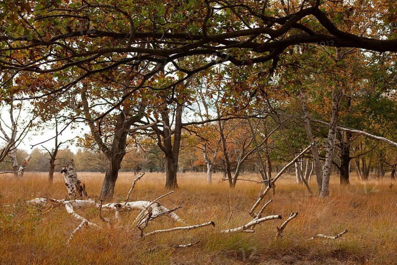 Landscape with trees, dry grass, autumn colors, edge of forest, Ter Borg, Westerwolde municipality, Groningen province, Netherlands