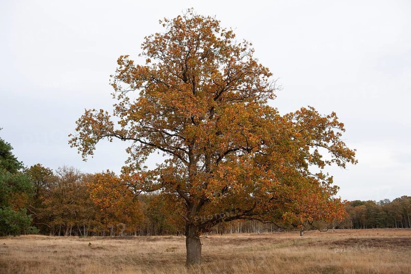 Red oak (Quercus rubra), autumn colours, forest edge, Ter Borg, municipality of Westerwolde, province of Groningen, Netherlands