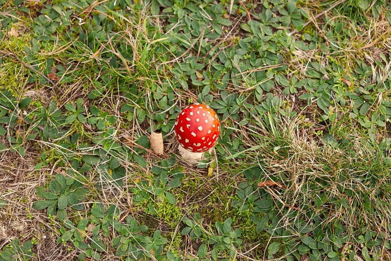 Fly agaric (Amanita muscaria), forest edge, Ter Borg, municipality of Westerwolde, province of Groningen, Netherlands