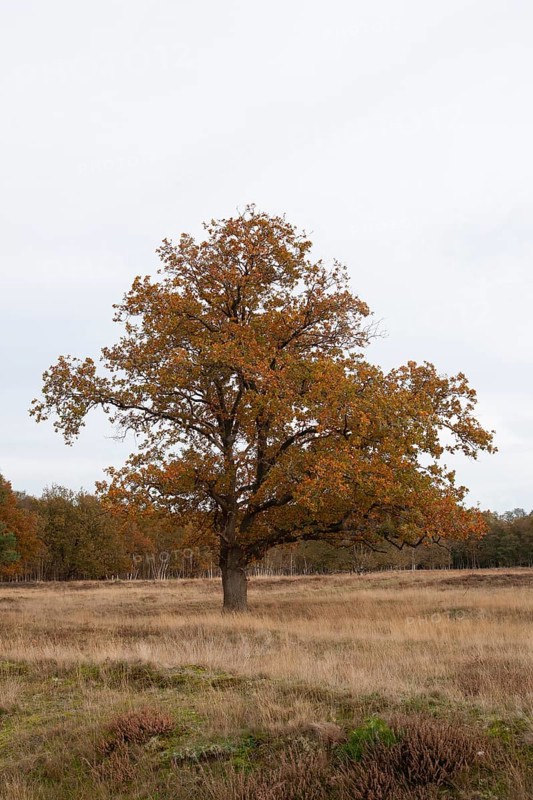 Red oak (Quercus rubra), autumn colours, forest edge, Ter Borg, municipality of Westerwolde, province of Groningen, Netherlands