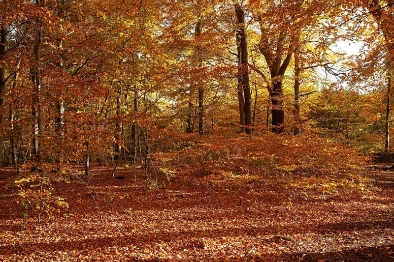 Autumn foliage, Stikelkamper Wald, Leer District, East Frisia, Lower Saxony, Germany