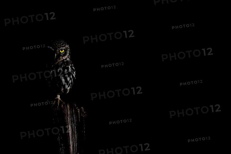 A Little Owl (Athene noctua) owl sitting on a tree stump in a dark environment, its yellow eye stands out in the shadow, Low Key, Wiehengebirge, Osnabrücker Land, Lower Saxony, Germany
