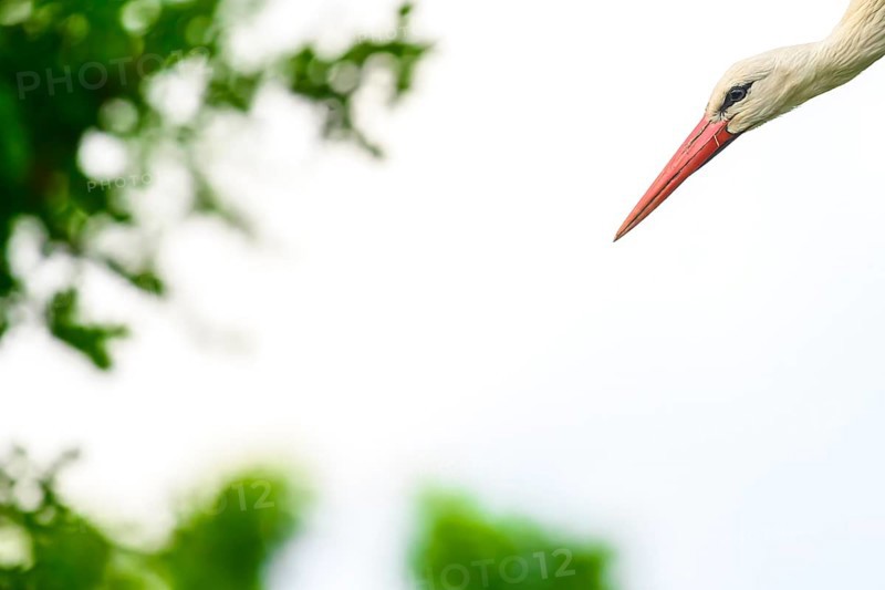 White stork, stork, stork (Ciconia ciconia), portrait, taking off, in front of a white background, Dümmerniederung, Noeder Saxony, Germany