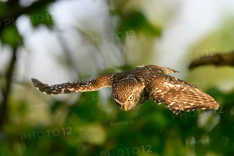 Little Owl /Athene noctua) flying, approach, Teutoburg Forest, Osnabrücker Land, Lower Saxony, Germany