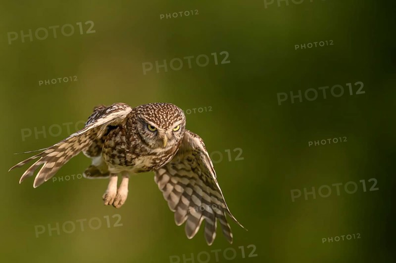 Steinkauz /Athene noctua) flying, departure from Zaunpfahl, Teutoburger Wald, Osnabrücker Land, Lower Saxony, Germany