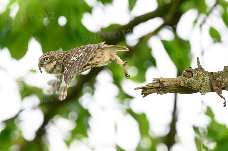 Little owl /Athene noctua) flying, departure from sitting room in a cherry tree, Teutoburg Forest, Osnabrücker Land, Lower Saxony, Germany