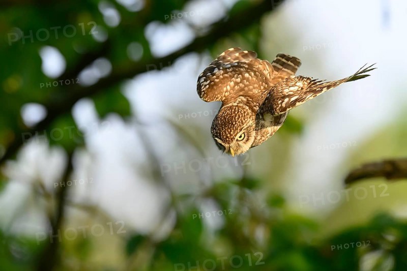 Little Owl /Athene noctua) flying, approach, Lower Saxony, Osnabrücker Land, Teutoburger Wald, Osnabrücker Land, Lower Saxony, Germany