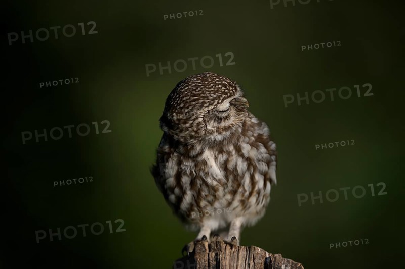 Little owl (Athene noctua) on a fence post, fluffed up up, turning its head, eyes closed, Lower Saxony, Teutoburg Forest, Osnabrücker Land, Lower Saxony, Germany