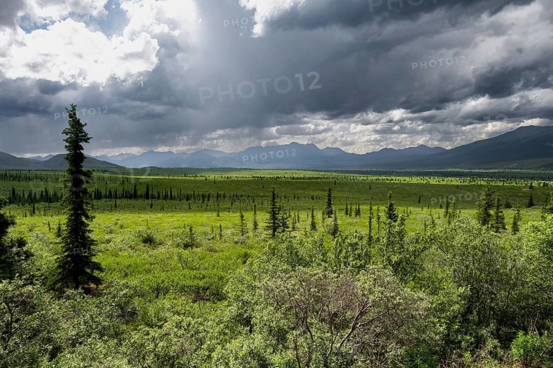 Taiga and tundra, mountain landscape of the Alaska Range with dramatic cloudy sky, Denali National Park, Alaska, USA