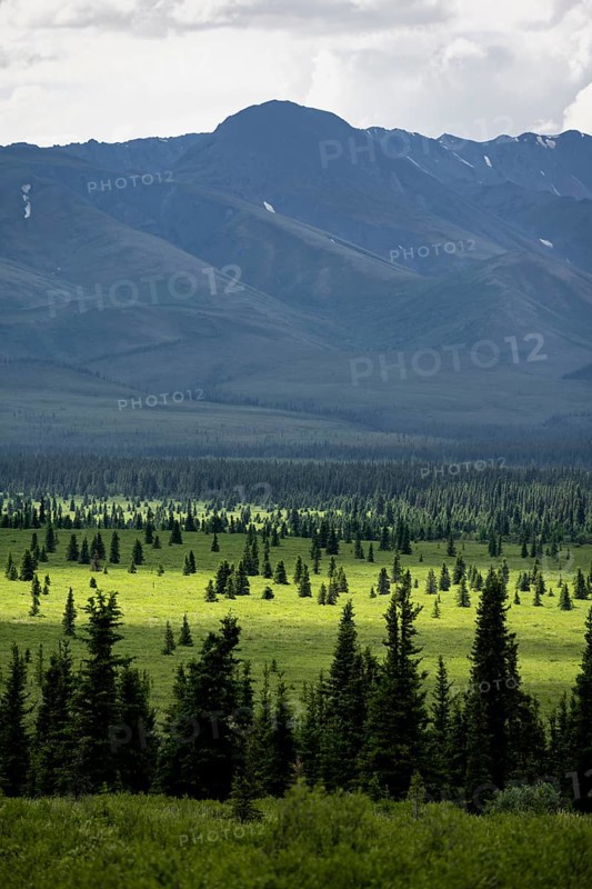 Taiga and tundra, mountain landscape of the Alaska Range with dramatic cloudy sky, Denali National Park, Alaska, USA