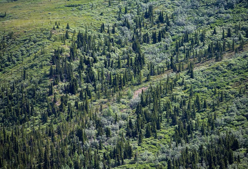 Taiga and tundra, Denali National Park, Alaska, USA