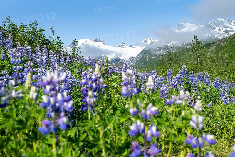Picturesque landscape on the Richardson Highway, blooming Alaskan lupines (Lupinus nootkatensis), mountain peak with glacier Worthington Glacier in the background, Chugach Mountains, Alaska, USA