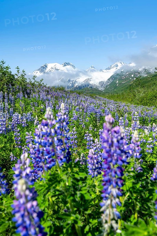 Picturesque landscape on the Richardson Highway, blooming Alaskan lupines (Lupinus nootkatensis), mountain peak with glacier Worthington Glacier in the background, Chugach Mountains, Alaska, USA
