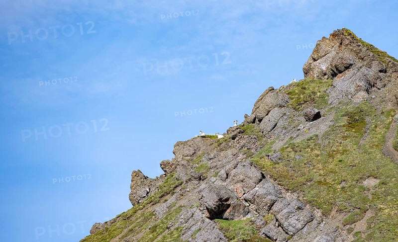 Dall sheep or Alaskan snow sheep (Ovis dalli) sitting on a mountain top, Sable Pass, Denali National Park and Preserve, Alaska, USA