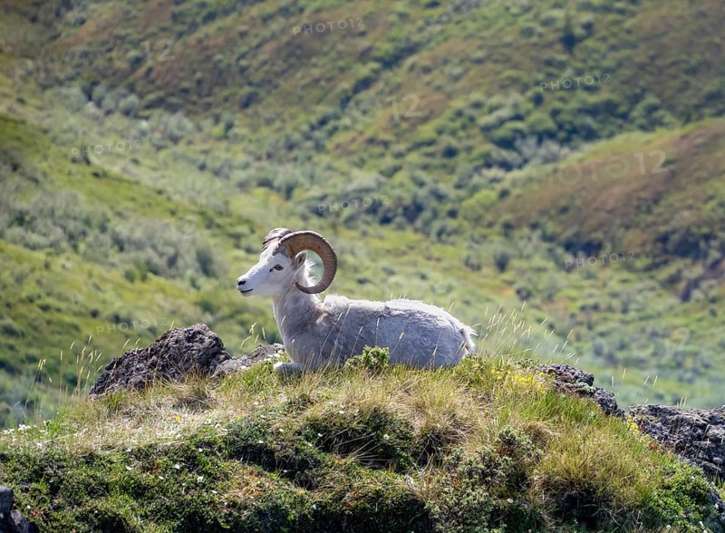 Dall sheep or Alaskan snow sheep (Ovis dalli) sitting on a rocky outcrop in the mountains, Denali National Park and Preserve, Alaska, USA