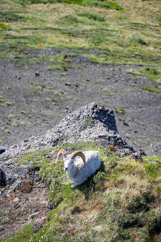 Dall sheep or Alaskan snow sheep (Ovis dalli) sitting on a rocky outcrop in the mountains, Denali National Park and Preserve, Alaska, USA