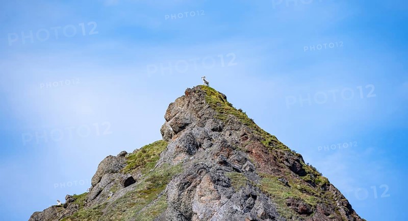 Dall sheep or Alaskan snow sheep (Ovis dalli) in the distance on the top of a mountain peak, Denali National Park and Preserve, Alaska, USA