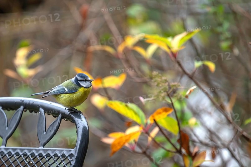 Blue tit (Cyanistes caeruleus) sitting on a garden chair, Bavaria, Germany