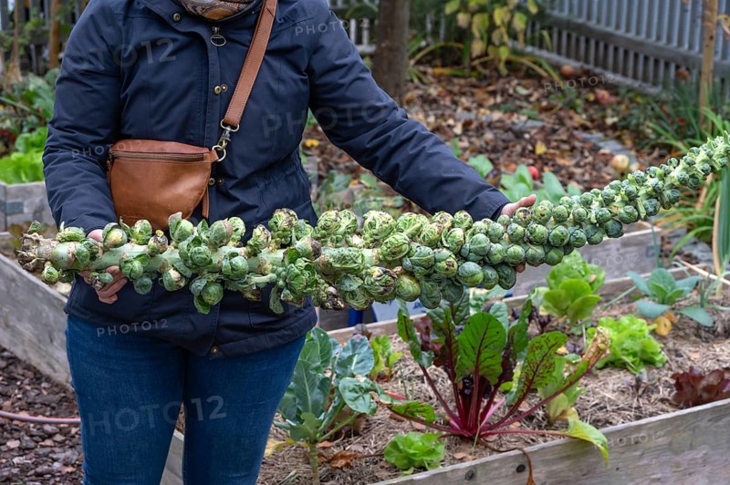 Hobby gardener proudly shows off her harvested Brussels sprouts, Bavaria, Germany