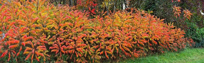 Vinegar trees (Rhus typhina) in their autumn colours, Franconia, Bavaria, Germany