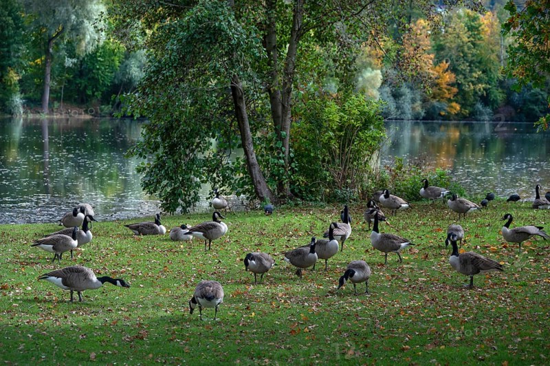Canada goose (Branta canadensis) on a meadow at a lake, Hersbruck, Middle Franconia, Bavaria, Germany