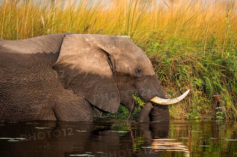 African elephant (Loxodonta africana) in the swamp, eating fern, animal portrait, Xakanaxa Lagoon, Okavango Delta, Moremi Game Reserve, Botswana