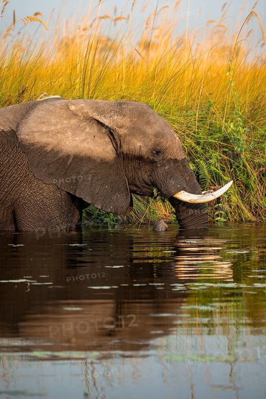 African elephant (Loxodonta africana) in the swamp, eating fern, animal portrait, Xakanaxa Lagoon, Okavango Delta, Moremi Game Reserve, Botswana
