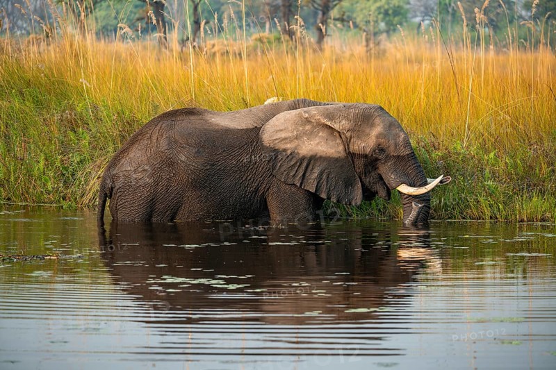 African elephant (Loxodonta africana) grazing in the swamp, Xakanaxa Lagoon, Okavango Delta, Moremi Game Reserve, Botswana