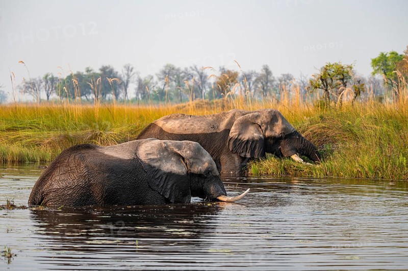 Two African elephants (Loxodonta africana) grazing in the swamp, Xakanaxa Lagoon, Okavango Delta, Moremi Game Reserve, Botswana