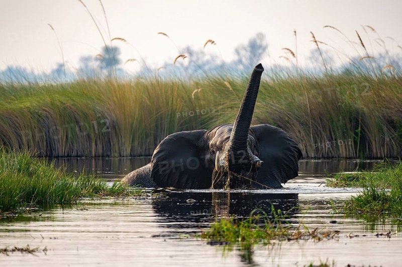 African elephant (Loxodonta africana) swimming in the swamp, trunk raised, Xakanaxa Lagoon, Okavango Delta, Moremi Game Reserve, Botswana