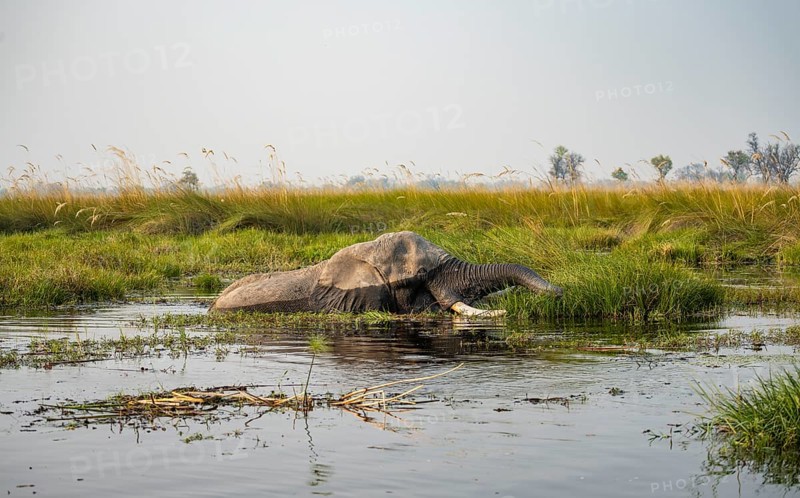 African elephant (Loxodonta africana) swimming in the swamp, grazing, Xakanaxa Lagoon, Okavango Delta, Moremi Game Reserve, Botswana