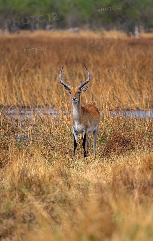 Letschwe or lychee moor antelope (Kobus leche), adult male, Xakanaxa, Okavango Delta, Moremi Game Reserve, Botswana