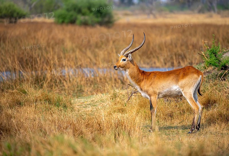 Letschwe or lychee moor antelope (Kobus leche), adult male, Xakanaxa, Okavango Delta, Moremi Game Reserve, Botswana