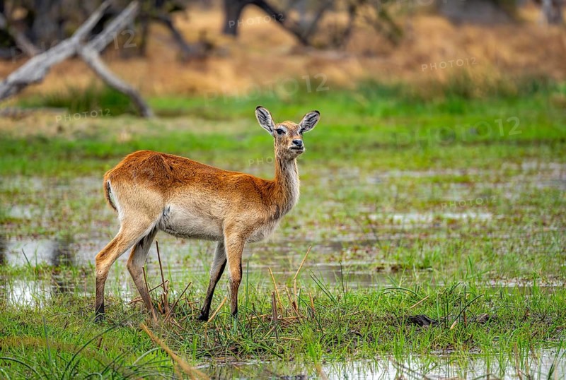 Letschwe or lychee moor antelope (Kobus leche), on the lakeshore, Xakanaxa, Okavango Delta, Moremi Game Reserve, Botswana