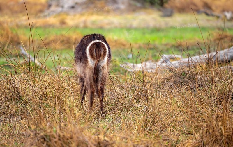 Elliptic waterbuck (Kobus ellipsipiprymnus), in the grass from behind, Okavango Delta, Moremi Game Reserve, Botswana