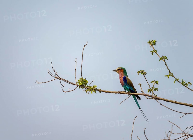 Forked Roller (Coracias caudatus) sitting on a branch in front of a blue sky, Xakanaxa, Okavango Delta, Moremi Game Reserve, BotswanaXakanaxa, Okavango Delta, Moremi Game Reserve, Botswana
