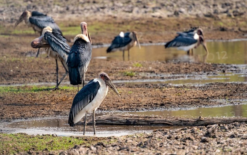 Marabou (Leptoptilos crumenifer), group standing at the water's edge, Xakanaxa, Okavango Delta, Moremi Game Reserve, Botswana