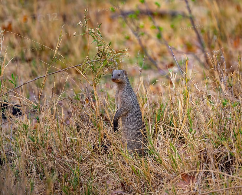 Zebra mongoose (Mungos mungo) standing upright, Xakanaxa, Okavango Delta, Moremi Game Reserve, Botswana