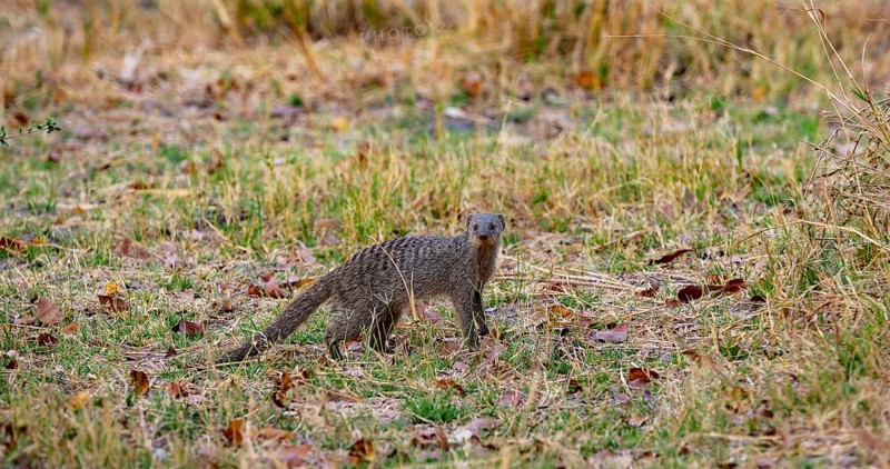 Zebra mongoose (Mungos mungo), Xakanaxa, Okavango Delta, Moremi Game Reserve, Botswana