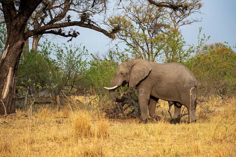 Elephant (Loxodonta africana) in dry grass, bull, Xakanaxa, Moremi Game Reserve, Botswana