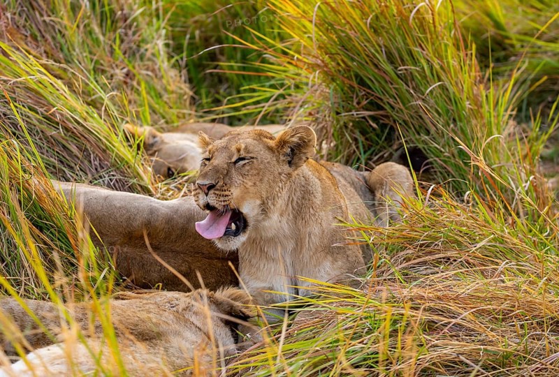 Lion (Panthera Leo) young lion yawning, sticking out his tongue, funny, Xakanaxa, Moremi Game Reserve, Botswana