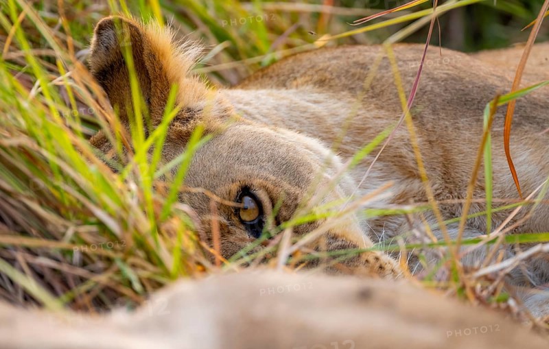 Lioness (Panthera Leo) lying in the grass, animal portrait, Xakanaxa, Moremi Game Reserve, Botswana