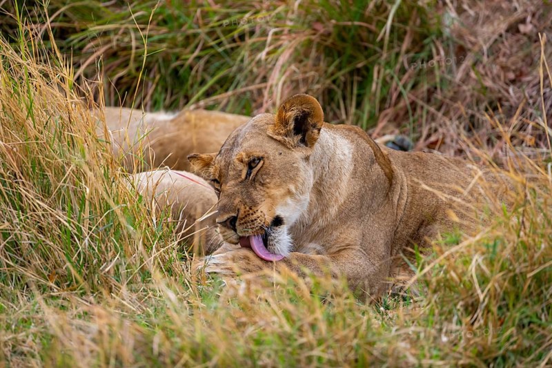 Lioness (Panthera leo) lying in the grass, grooming, Xakanaxa, Moremi Game Reserve, Botswana
