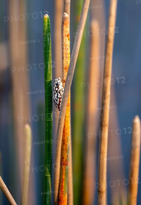 Marble reed frog (Hyperolius marmoratus), white patterned frog sitting on a papyrus, Xakanaxa Lagoon, Okavango Delta, Moremi Game Reserve, Botswana