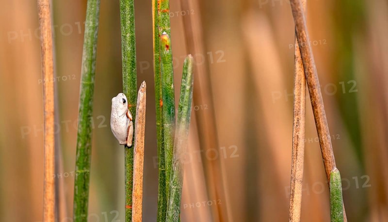 Marble reed frog (Hyperolius marmoratus), white frog sitting on a papyrus, Xakanaxa Lagoon, Okavango Delta, Moremi Game Reserve, Botswana